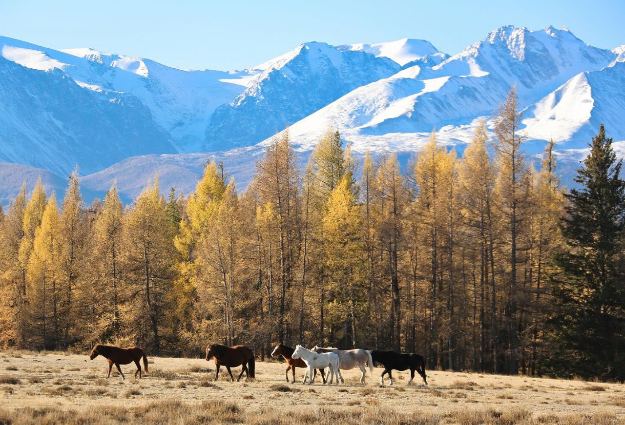 Курайская степь