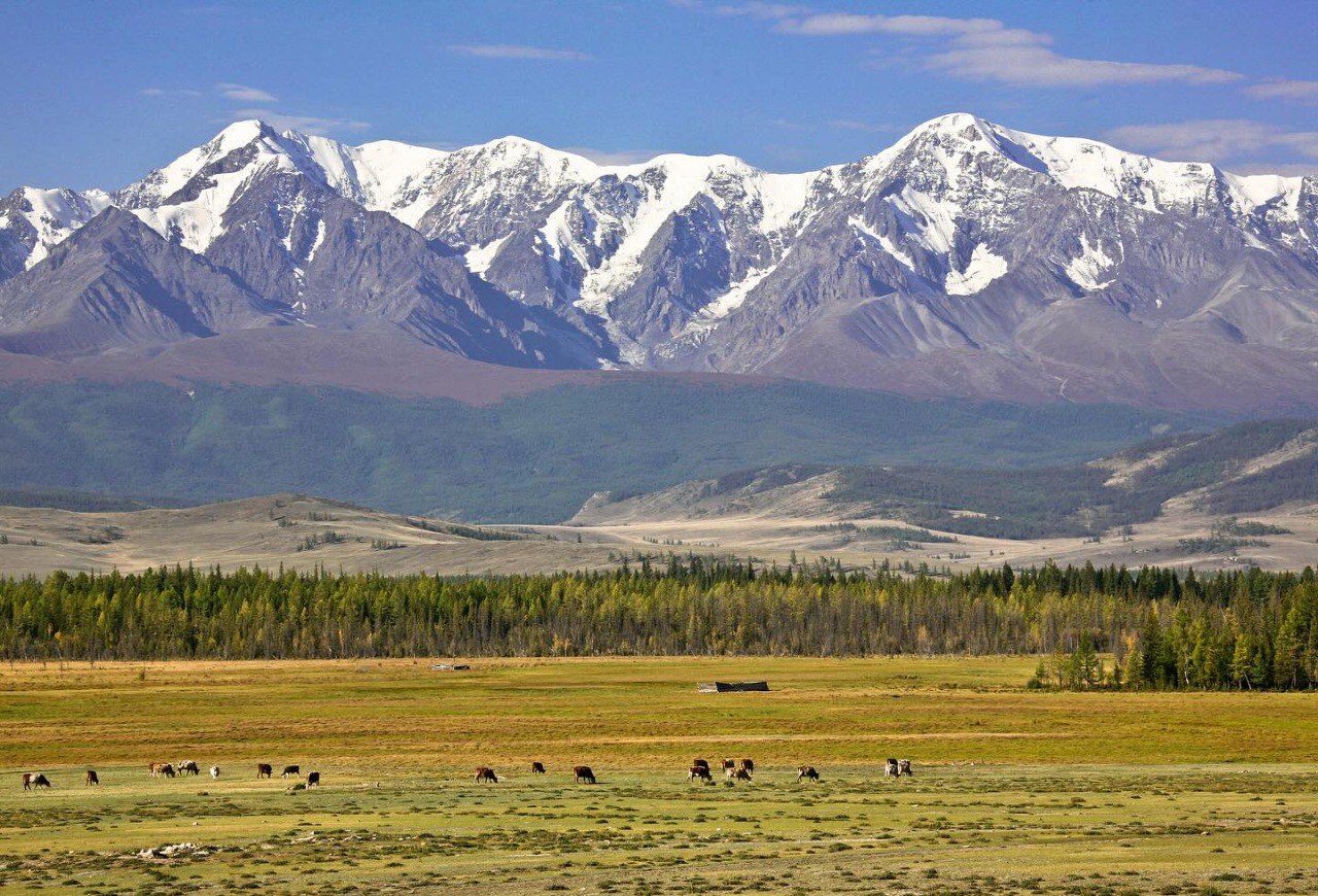 Курайская степь