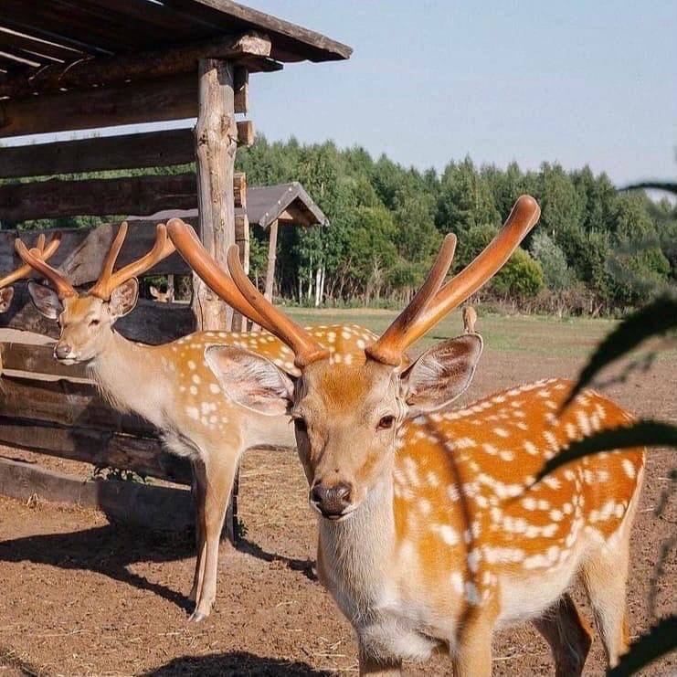 Экопарк Дикая ферма