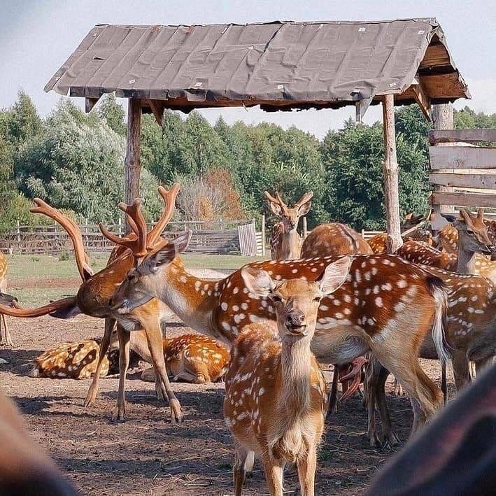 Экопарк Дикая ферма