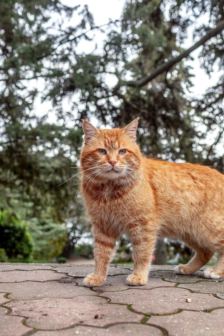 Никитский Ботанический сад