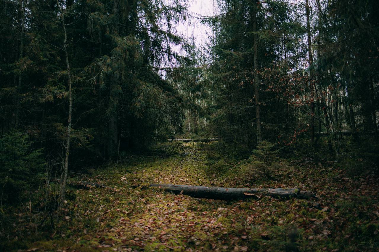 Природа Калининграда