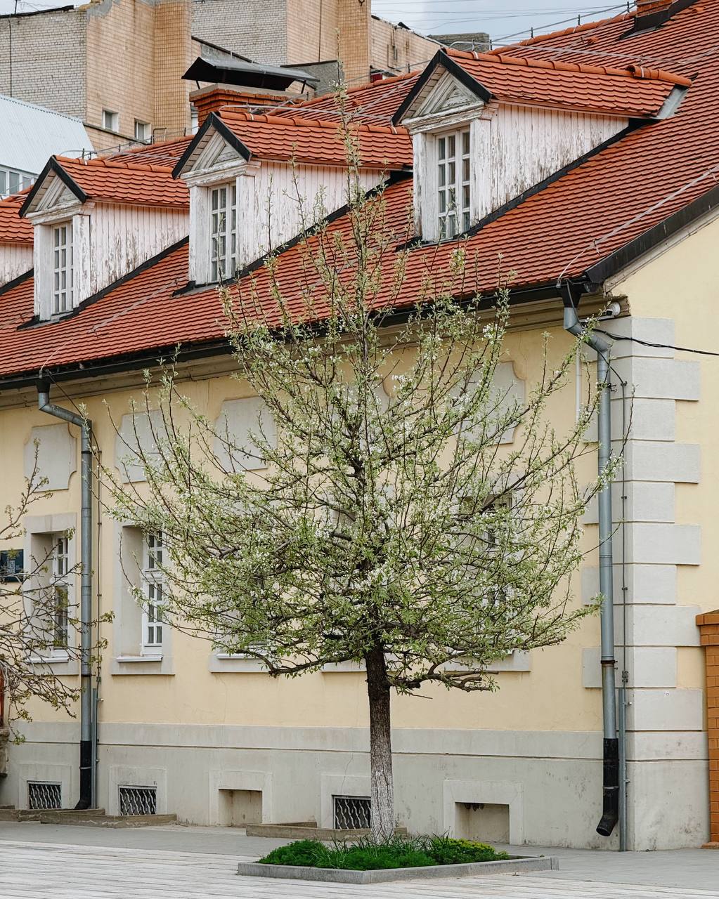 Колония Сарепта