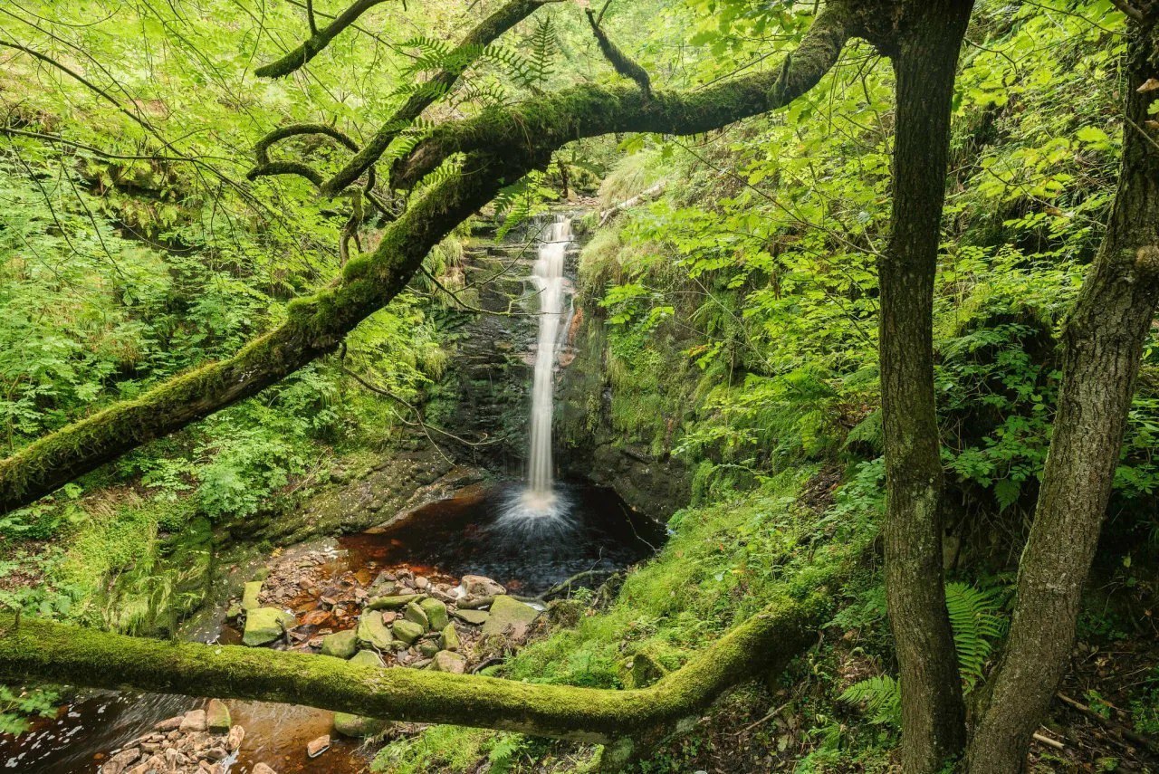 Самурский лес
