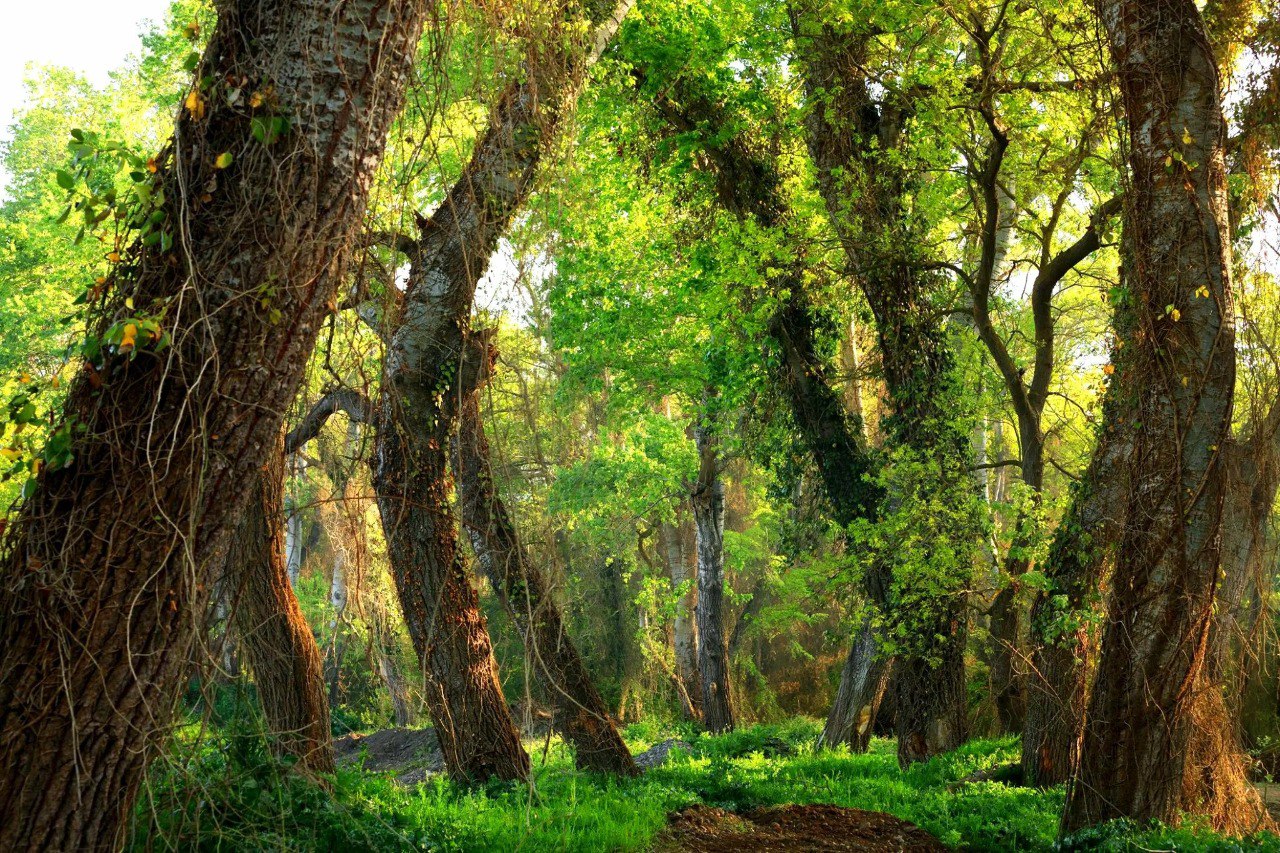 Самурский лес