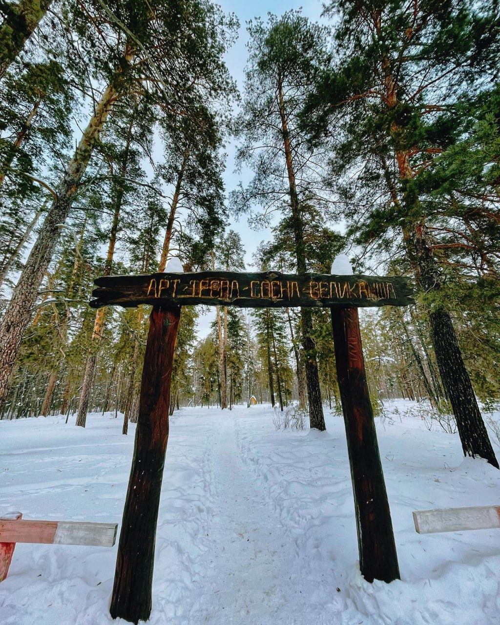 Арт-тропа Сосна-Великанша