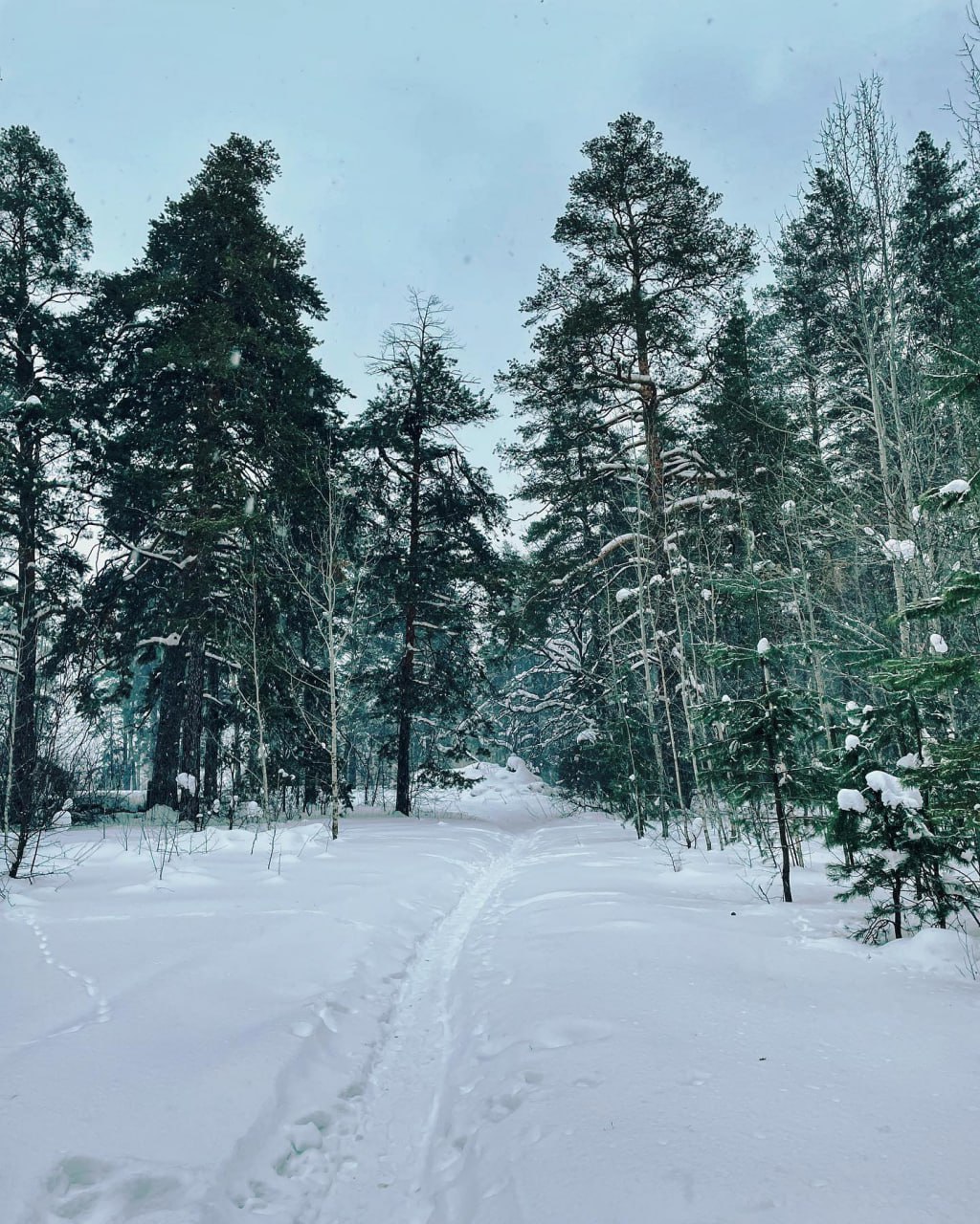 Арт-тропа Сосна-Великанша