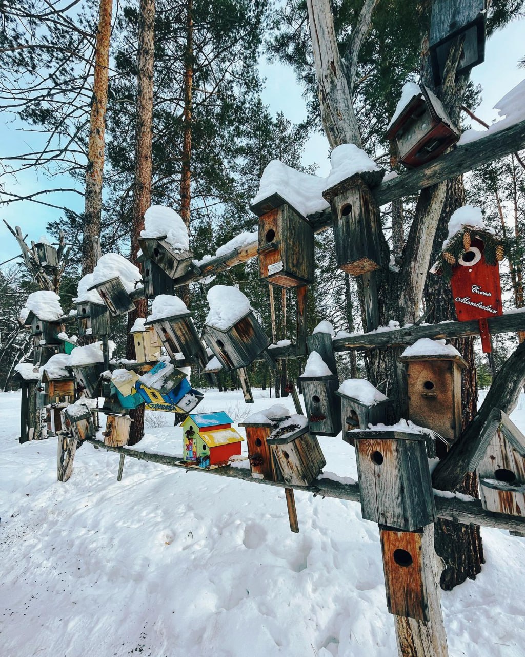 Арт-тропа Сосна-Великанша