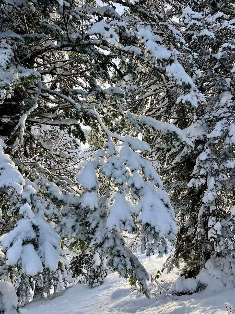 Гора Звериная