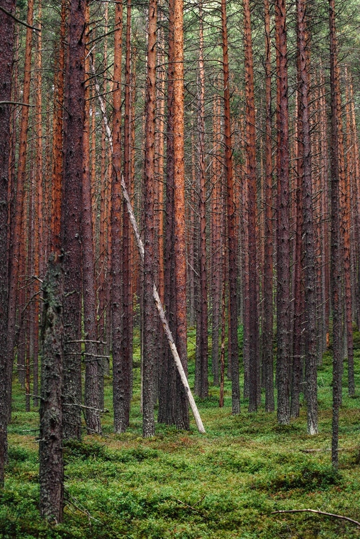 Полуостров Клим