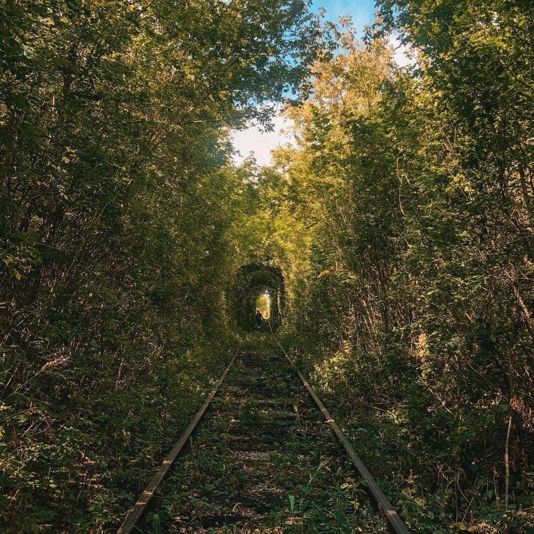 Зеленый тоннель под Курчатовом