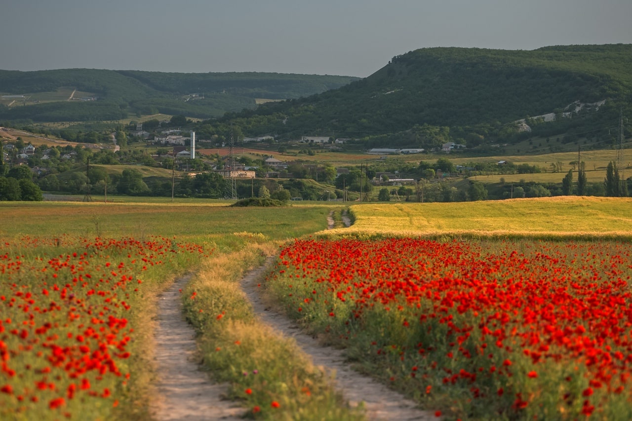 Поле маков в Крыму