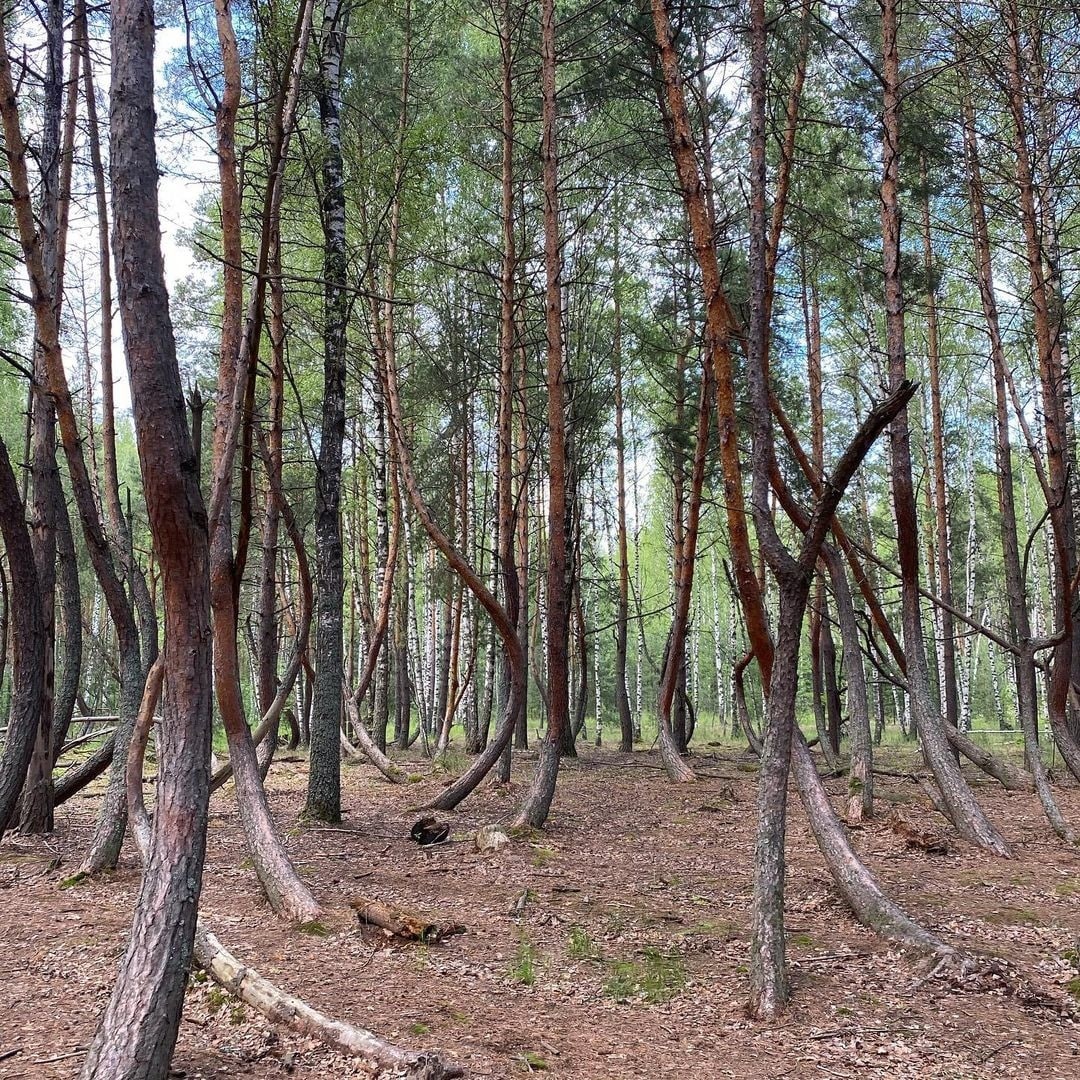 Пьяный лес