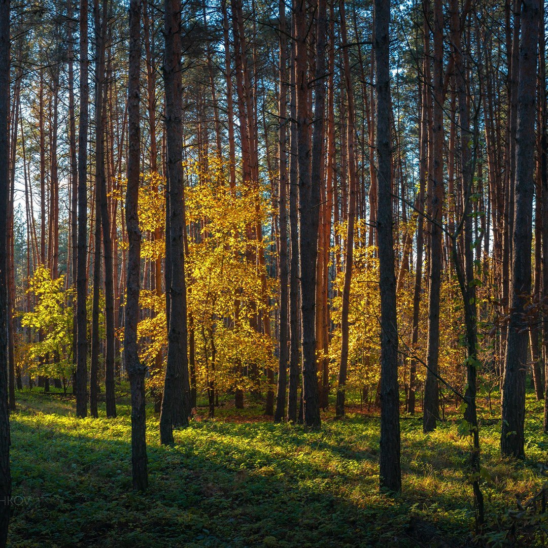 Сосновый лес, Волоконовский район