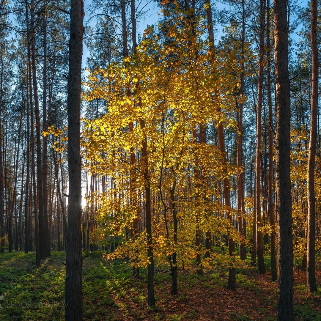 Сосновый лес, Волоконовский район