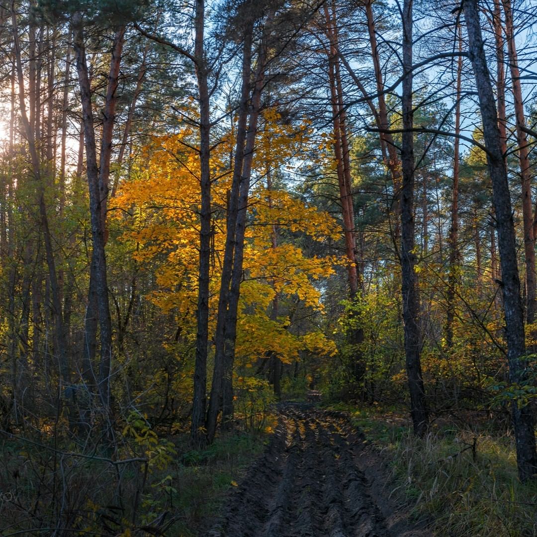 Сосновый лес, Волоконовский район