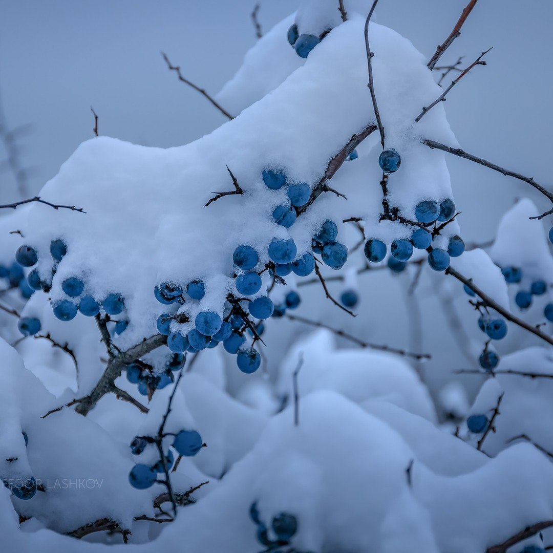 Белгородская область