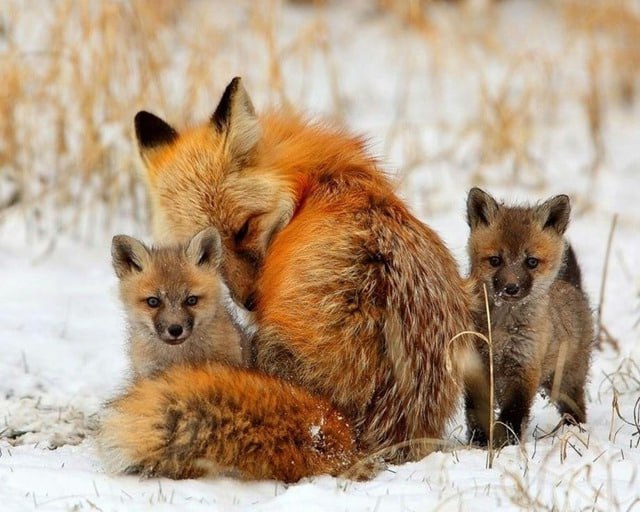 Куршская коса