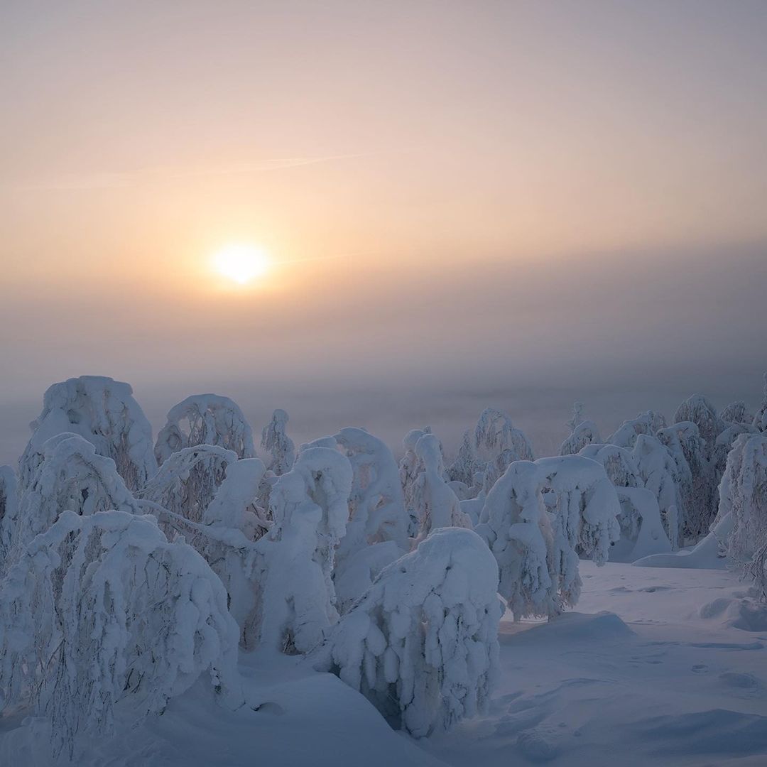 Вепсский лес