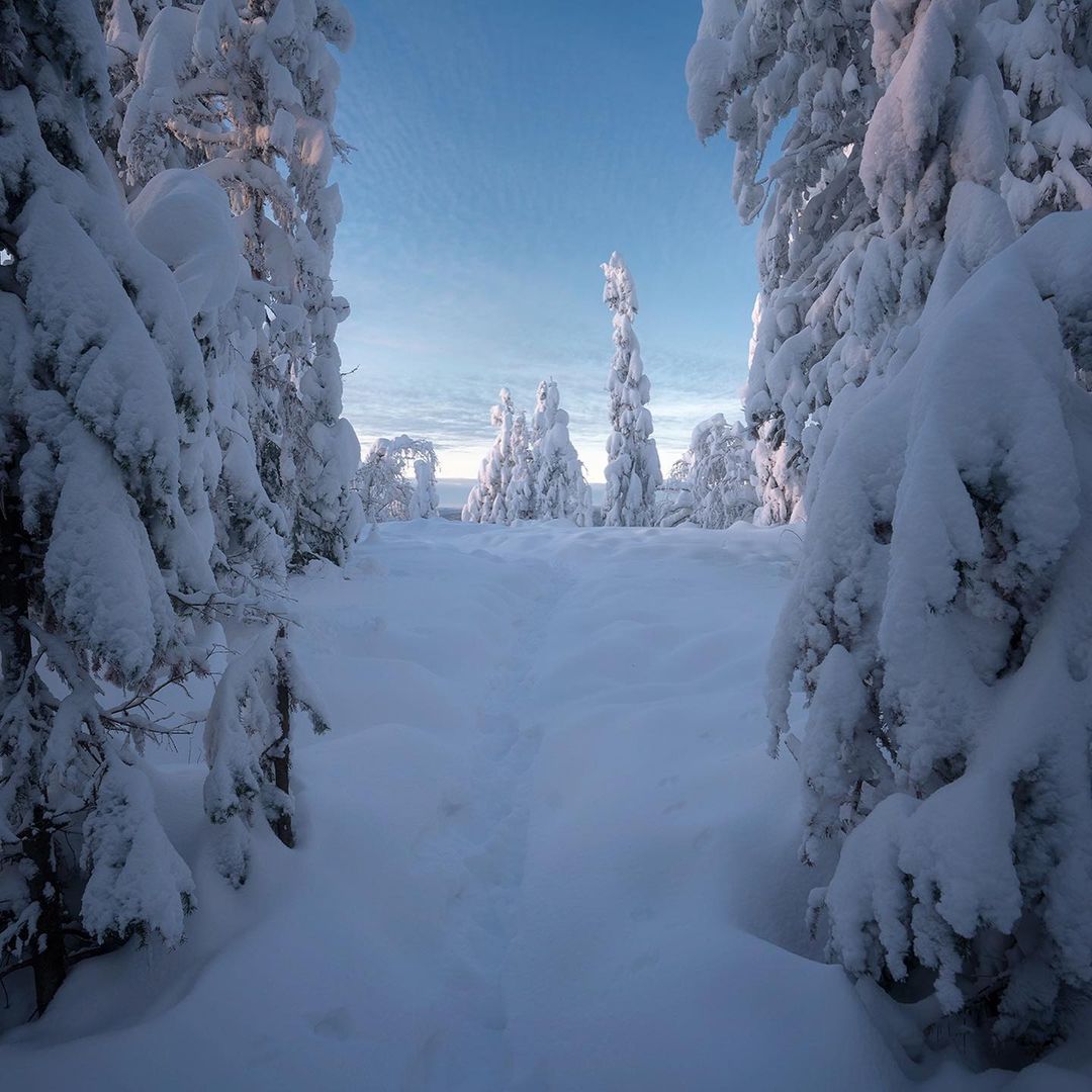 Вепсский лес