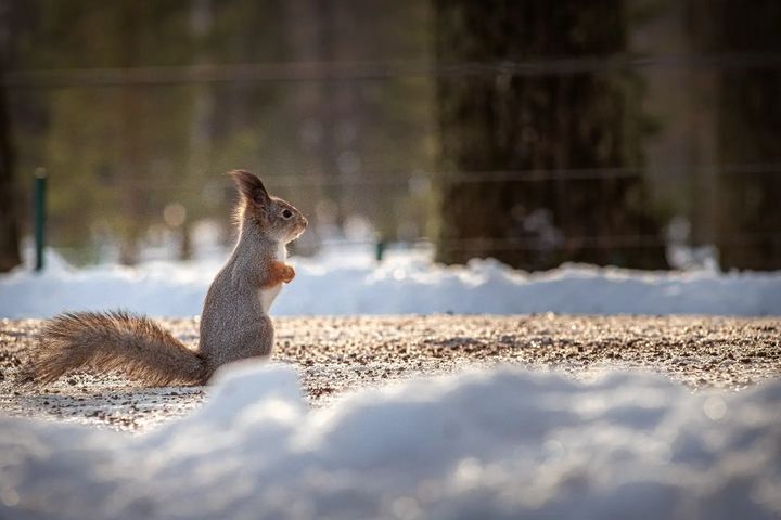 Белки в Петергофе