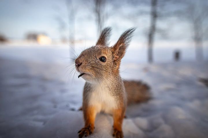 Белки в Петергофе
