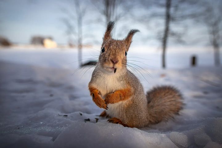 Белки в Петергофе