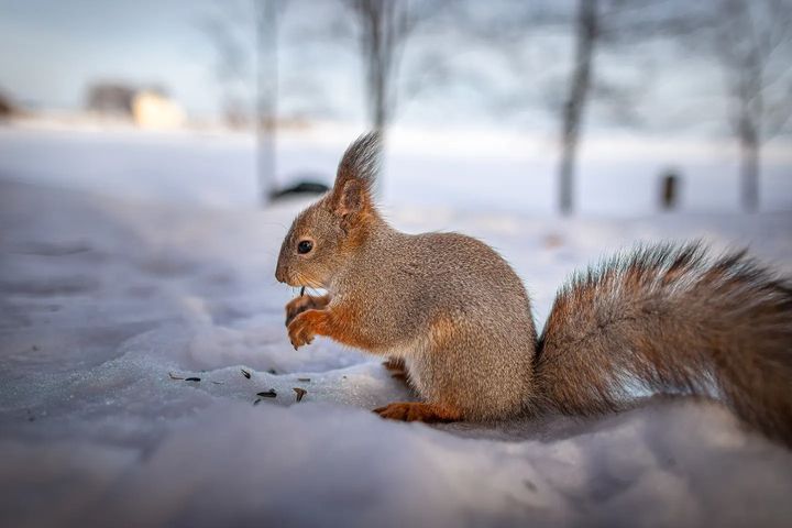 Белки в Петергофе