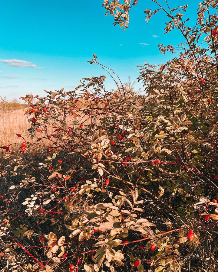 Село Константиново