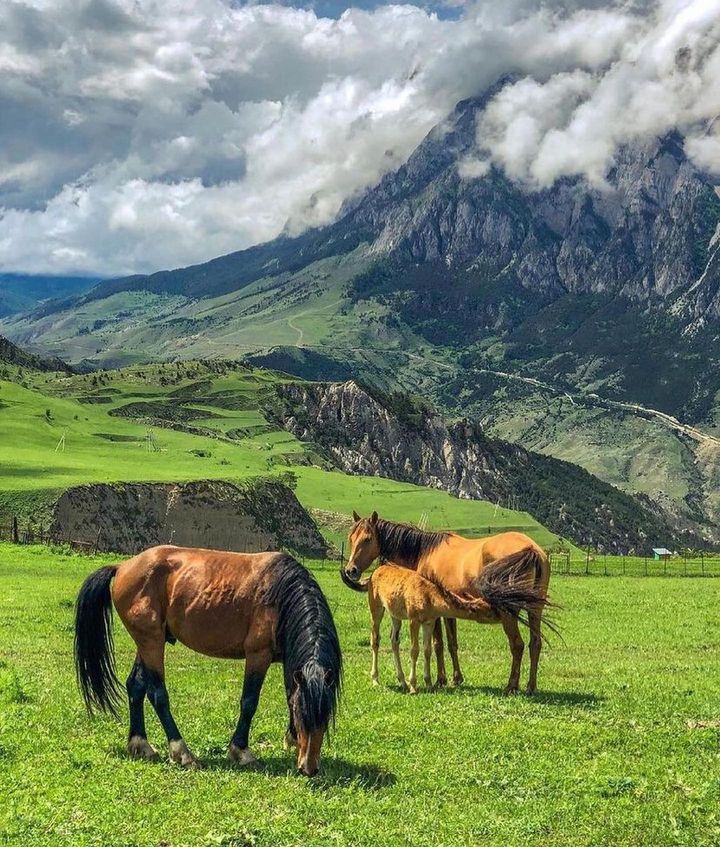 Северная Осетия