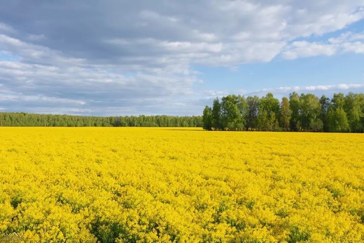 Золотые поля Тульской области