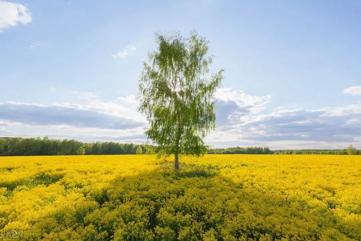Золотые поля Тульской области