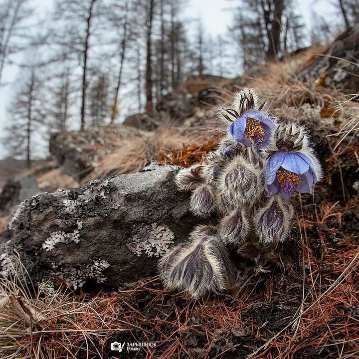 Пушистые подснежники Якутии