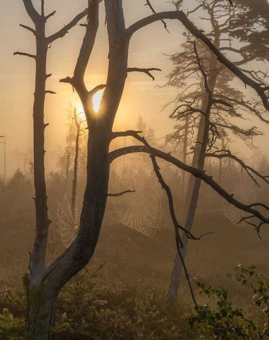 Болота Ленинградской области