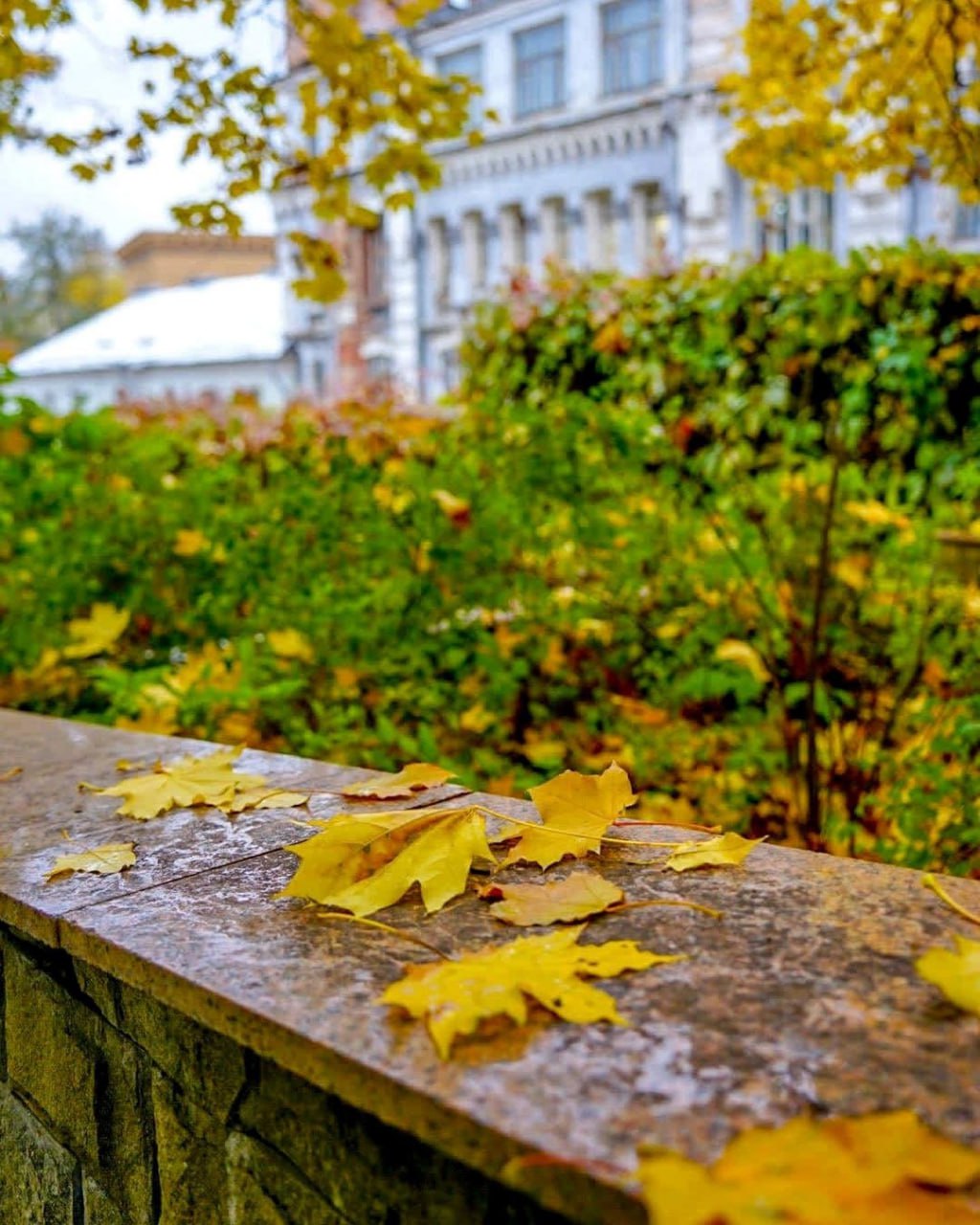 Морозовский сад