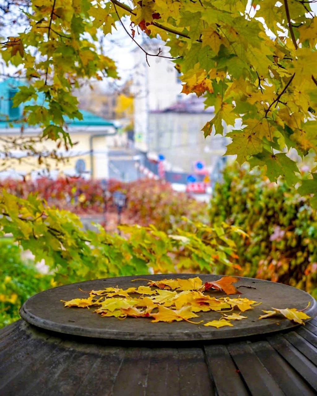 Морозовский сад