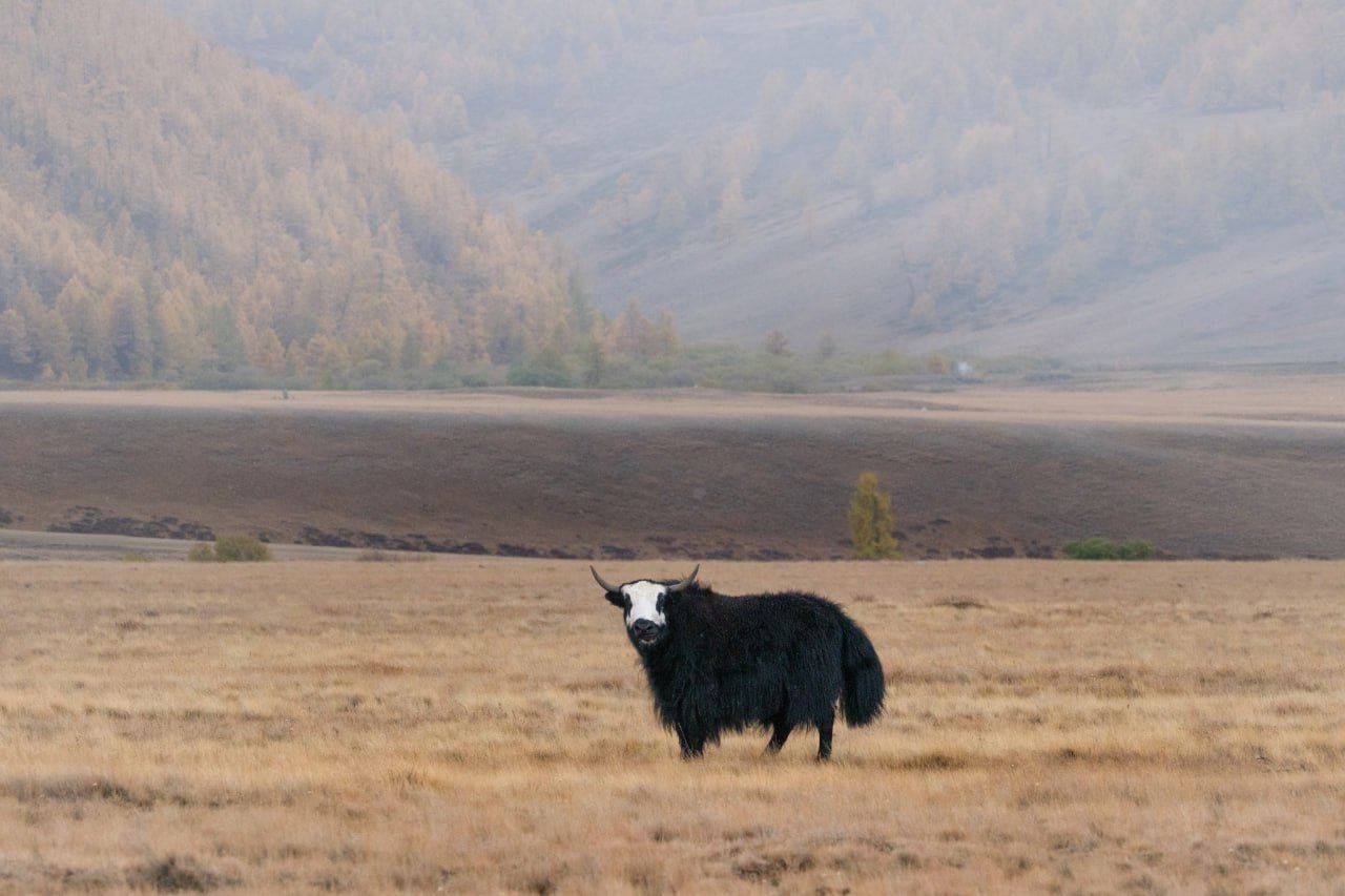 Яки в Республике Тыва