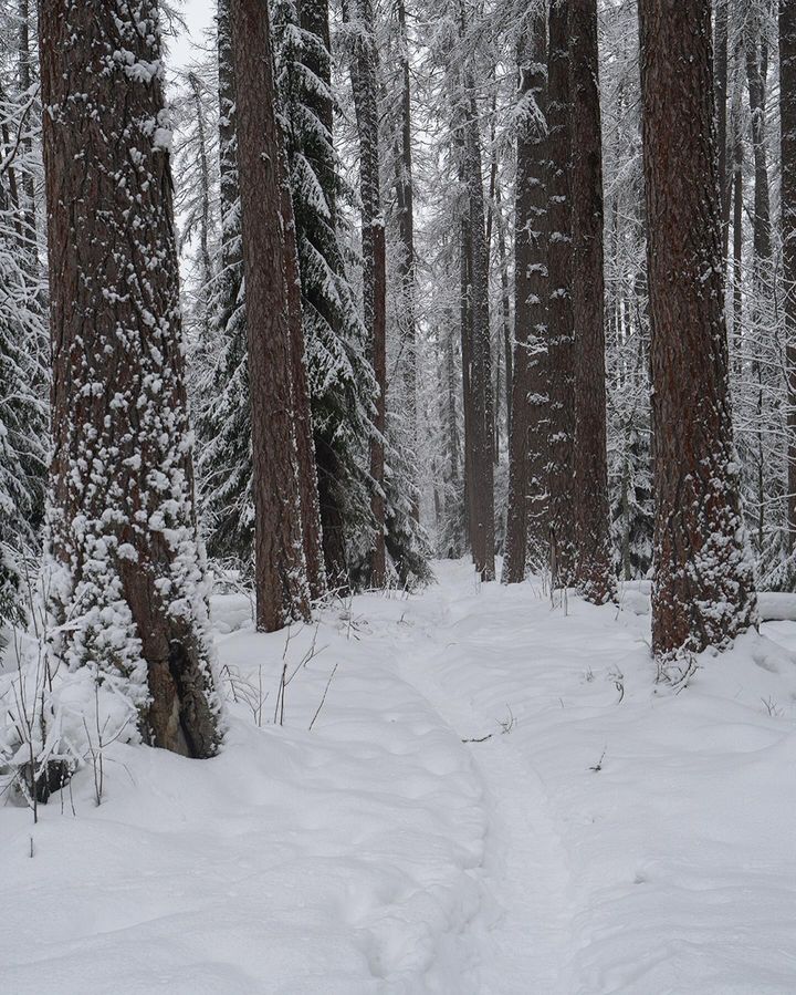 Линдуловская роща