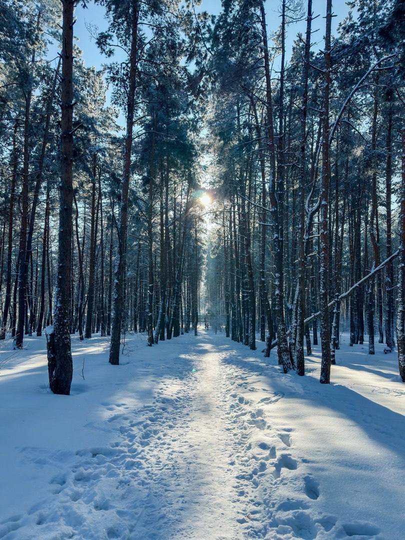 Северный лес, Воронеж