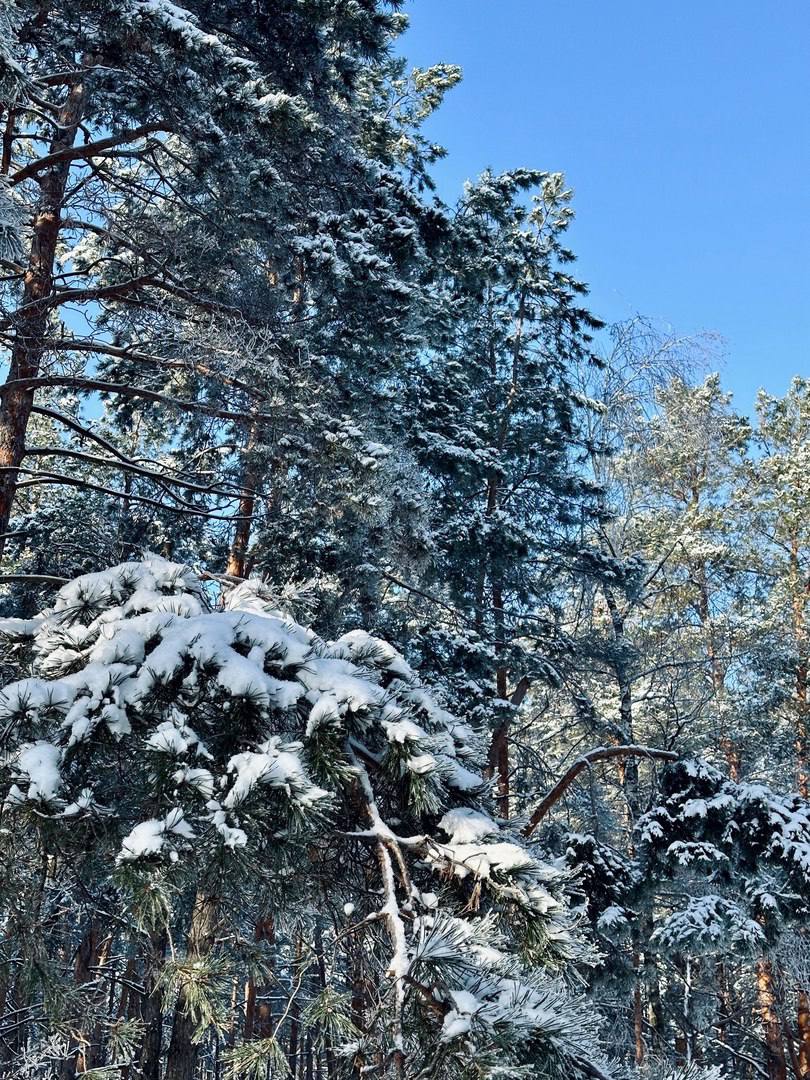 Северный лес, Воронеж