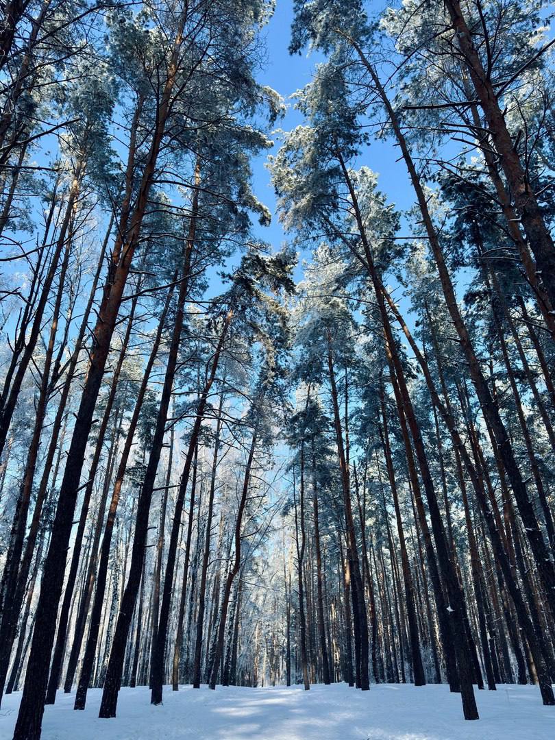 Северный лес, Воронеж