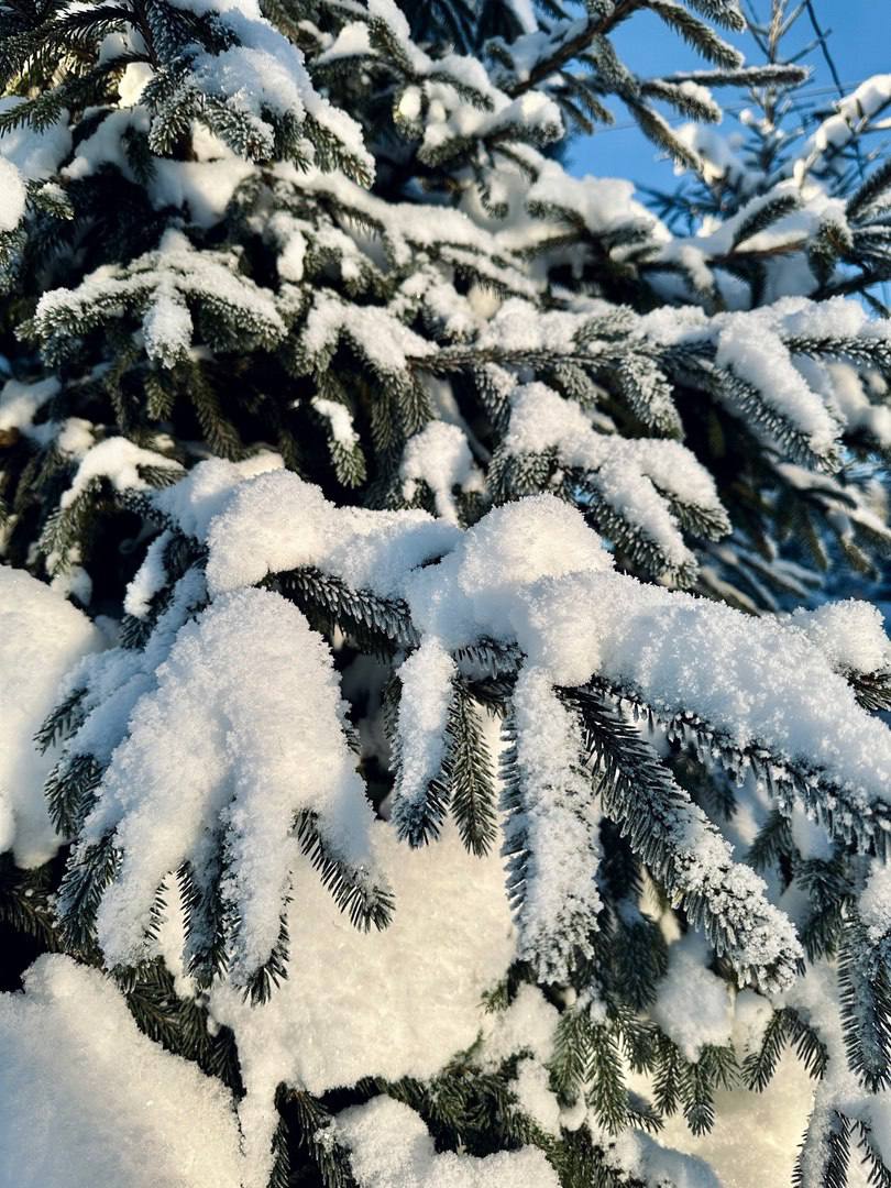 Северный лес, Воронеж