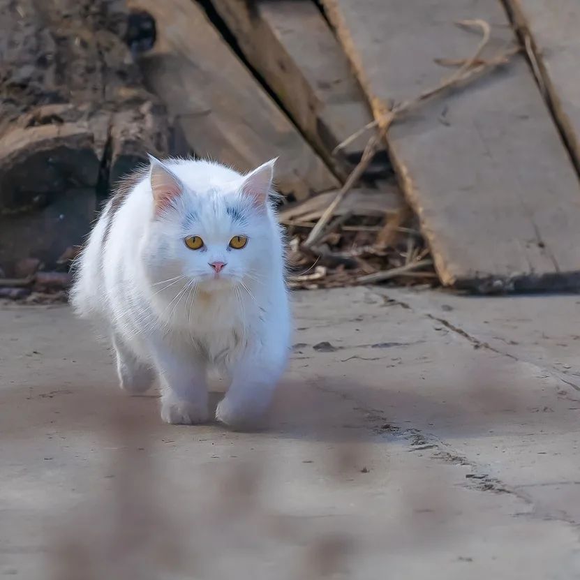 Ставропольский край