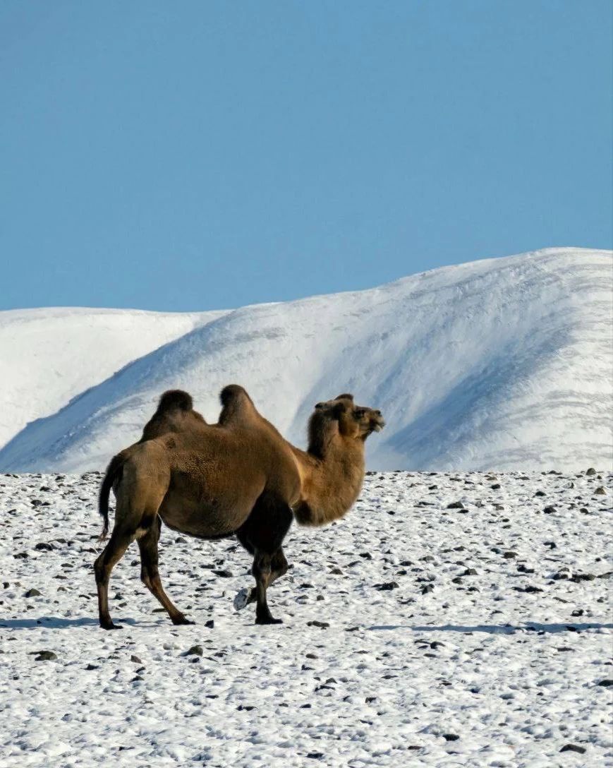 Кош-Агачский район
