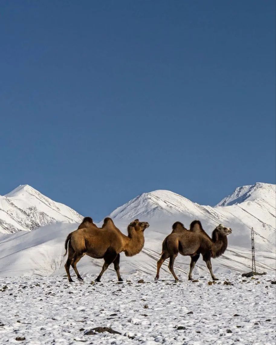 Кош-Агачский район