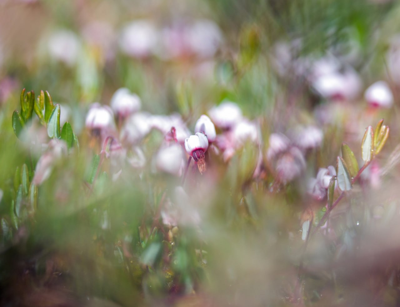 Место в Московской области