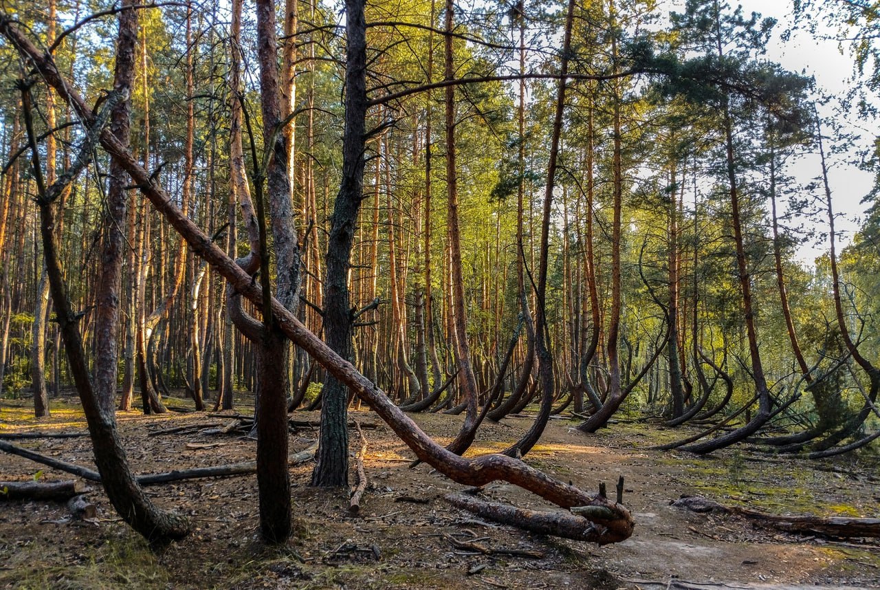 Танцующий лес