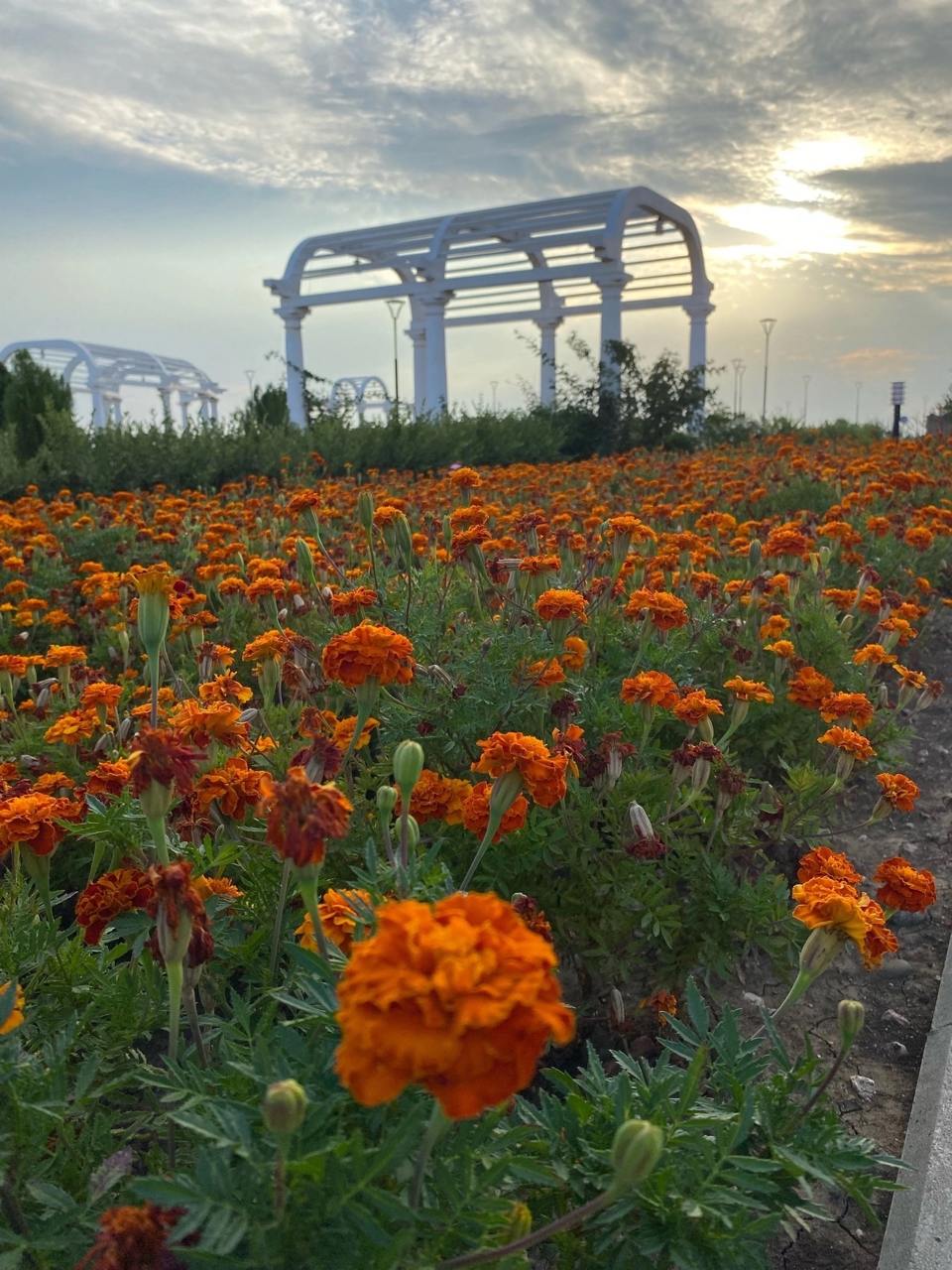 Город Саки