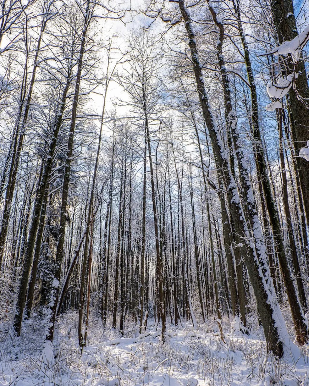 Балтийский лес