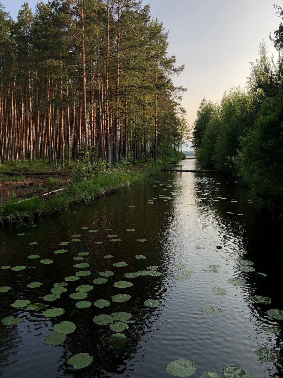 Природа Ленинградской области